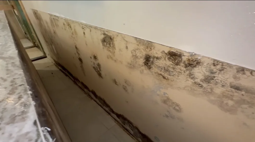 Dark mold spots on the lower part of a wall after long moisture exposure